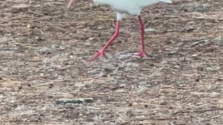 One of the white birds in Florida 🇺🇸: white ibis ♥️