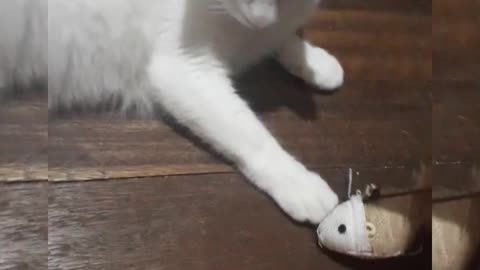 MYCUTE CAT VIDEO COLLECTION