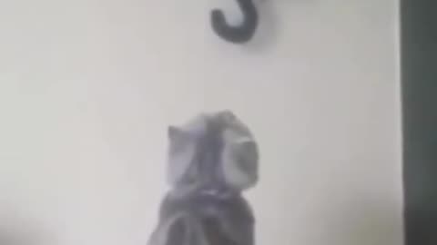 Funny cat videos shorts video