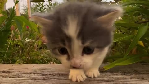 Cute Little Cat | Funny cats | Pet Memories