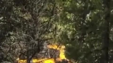 Plane stuck into a tree
