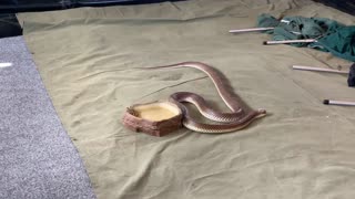 This Snake Sucks In The Outback