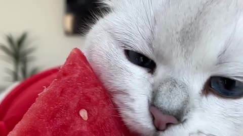 You haven’t lived until you’ve licked a watermelon‼️Funny Cat Video