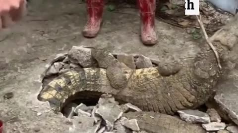 Crocodile in India came out inside the footpath