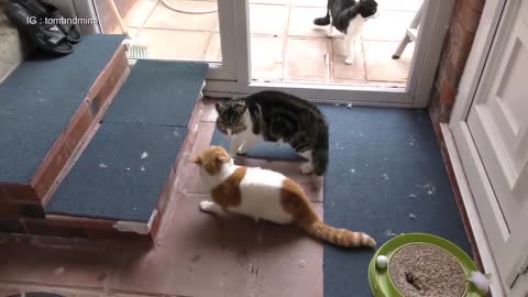 Cats Fight Compilation Video Watch Now