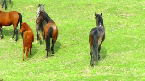 wow horses meeting super meeting of horses,