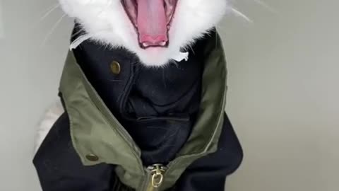 Funny Cat : Anime Cat Cosplay