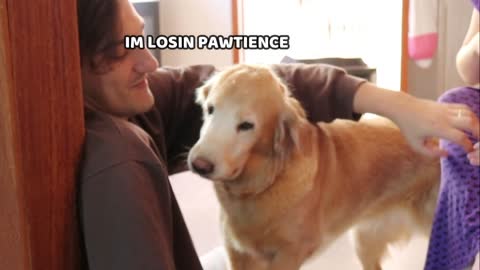 Jealous Golden Retriever Wants Attention! _ Jealous Dog Reaction- Our Pets 🐶