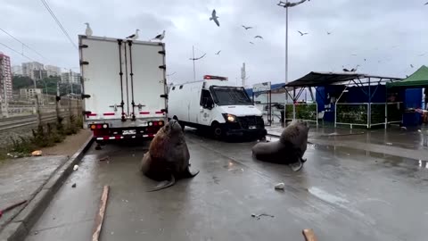 Sea lions, seagulls invade fishermen protest in Chile