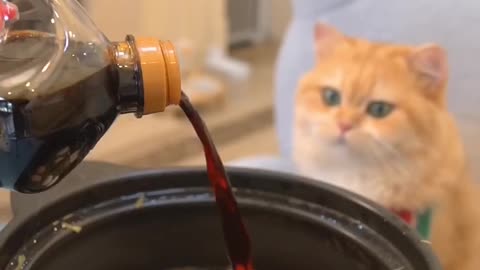 Cat making egg