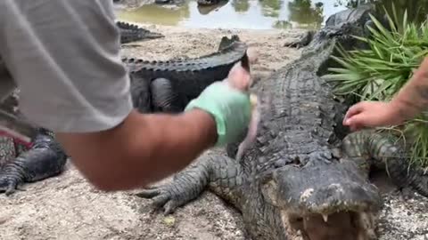 Happy gators live in Gator land 😁😁 look at that smile