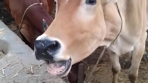 COW SOUND