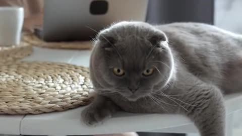 1.A Grey Cat Resting on the Table