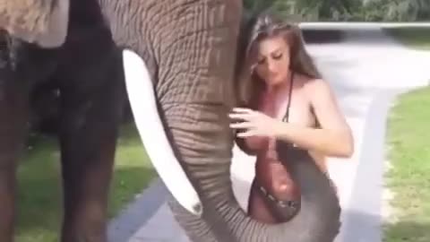 ELEPHANT PLAYING WITH HER OWNER GIRL