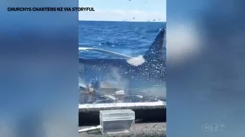 Huge shark jumps onto a fishing vessel in New Zealand