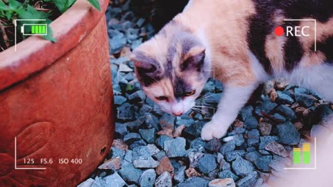 Beautiful and Cute Cats Kittens Playing Together so Funny | Viral Cat