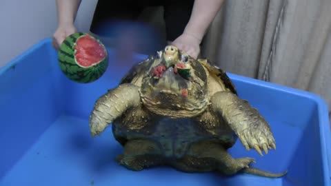 ワニガメ スイカ割り Alligator snapping turtle snaps Water melon off