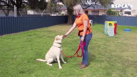 Free dog training part-