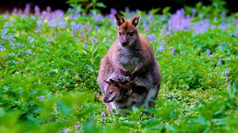Kangaroo with its joey