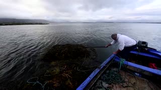Ireland looks to seaweed to reduce methane emissions