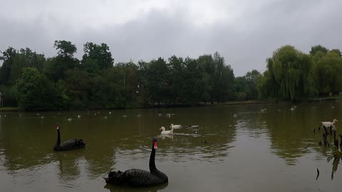 Aquatic birds at a pond. 13th Sep 2022