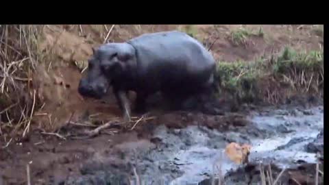 Grassland old three siege antelope, hippopotamus rescue