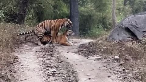 TIGER MATING