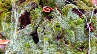 Mossy Stump