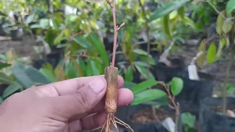 Bonsai Durian from Young Durian Clumps, Must Be Successful and Fast Fruiting