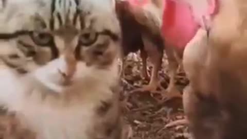 Cute cat and funny