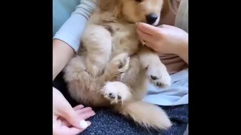 ADORABLE CUTIEST GOLDEN RETRIEVER