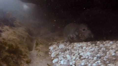 Freediving with seals in Cornwall