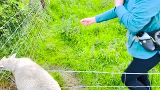 Lamb Gets Set Free From Fence