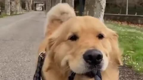 Best DOG Videos Ever!! 🐶 (Compilation of Funny PUPPIES) 🐶🐶