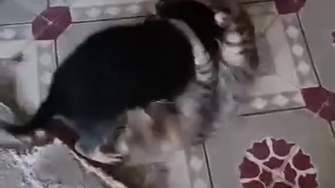 A fierce cute fight between Kitty vs doggy