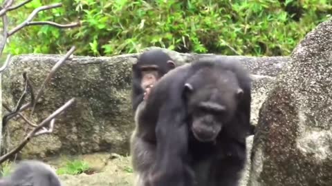 Gorilla washing his hands with a brush