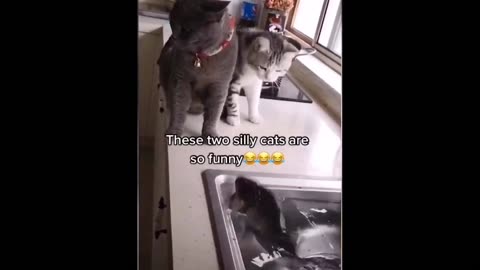 Cat funny video