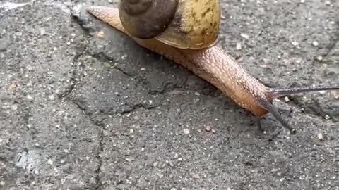 snail