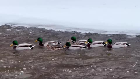 Ducks on the flowing water with snow edges at the sides