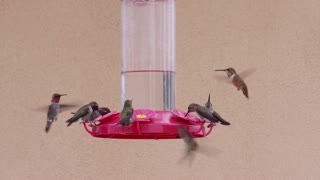 Feeding Hummingbirds Welcome An Unexpected Visitor