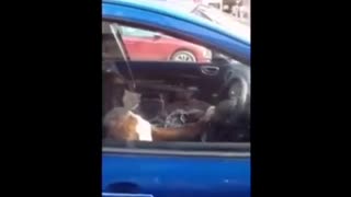 Dog honking a car horn. Why it's taking so long?