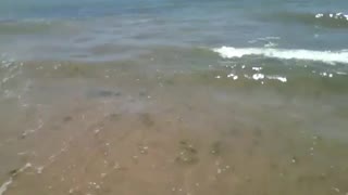 Filmando a linda praia no raso, as ondas do mar estavam agitadas [Nature & Animals]