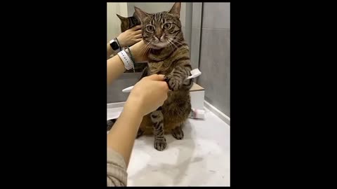 Cat refuses to brush his teeth