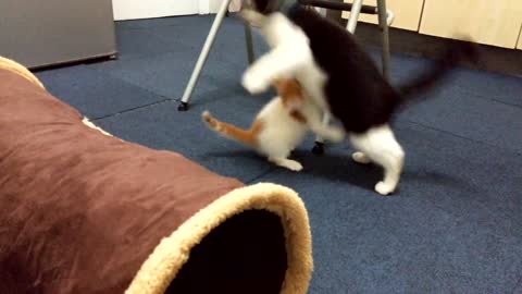 Cat Performs WWE Wrestling Move On Kitten