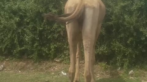 Camele
