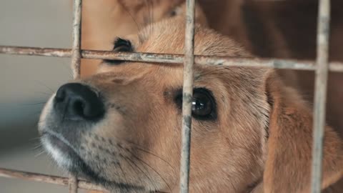 Close-up of sad puppy in shelter behind fence waiting to be rescued and adopted to new home