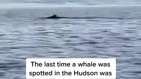 A humpback whale was spotted in the Hudson River