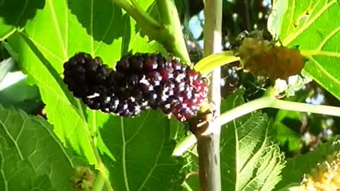 Mulberry tree with fruits #berry