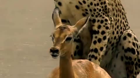 A young Cheetah makes its first kill