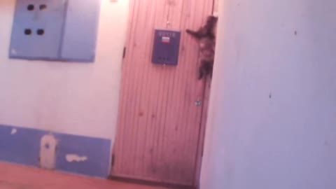 Cat in Russia rings doorbell to get back home